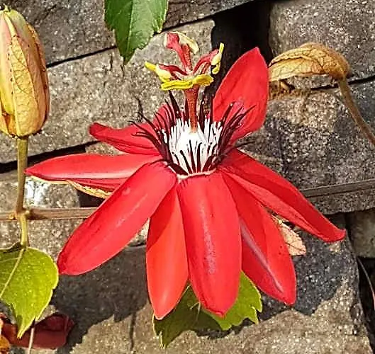 Hotel Giada GUANACASTE